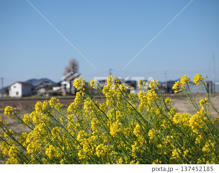 青空と風の強い日の黄色いアブラナ(菜の花の咲いた早春の香長平野) 青空と風の強い日の黄色いアブラナ(菜の花の咲いた早春の香長平野) 137452185