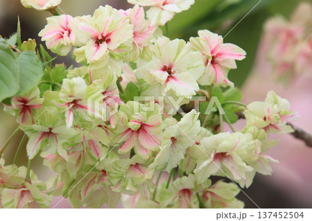 赤く染まり始めた鬱金桜　うこんの桜　桜　満開の鬱金 137452504