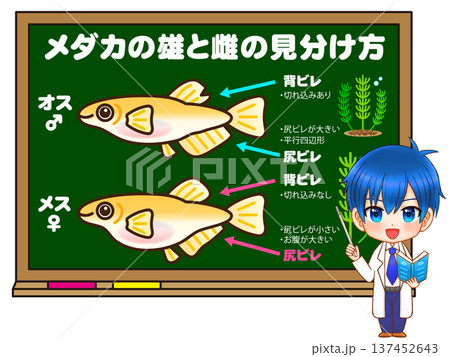 メダカの見分け方を考える科学者のイラスト 137452643