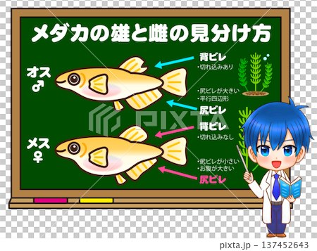 メダカの見分け方を考える科学者のイラスト 137452643
