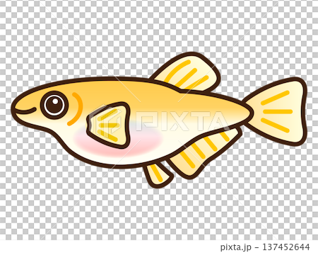 Cute female medaka illustration material 137452644