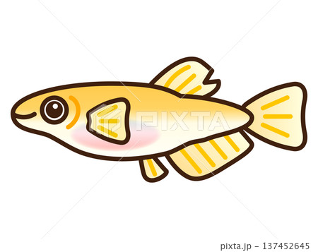 かわいいオスのメダカのイラスト素材 かわいいオスのメダカのイラスト素材 137452645