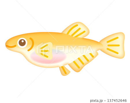 かわいい雌のメダカのイラスト素材2 かわいい雌のメダカのイラスト素材2 137452646