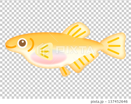 かわいい雌のメダカのイラスト素材2 かわいい雌のメダカのイラスト素材2 137452646