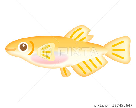 かわいいオスのメダカのイラスト素材2 かわいいオスのメダカのイラスト素材2 137452647