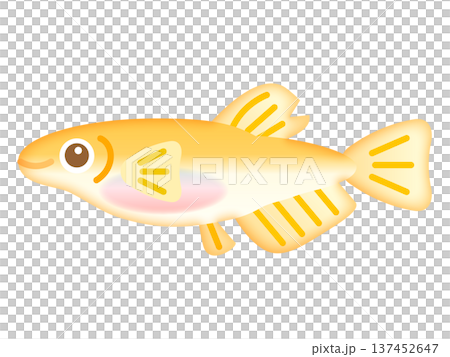 かわいいオスのメダカのイラスト素材2 かわいいオスのメダカのイラスト素材2 137452647