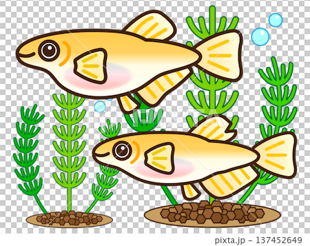 Illustration material of two cute medaka fish 2 Illustration material of two cute medaka fish 2 137452649