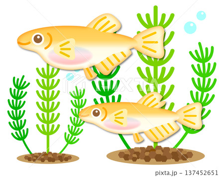 かわいい二匹のメダカのイラスト素材3 137452651