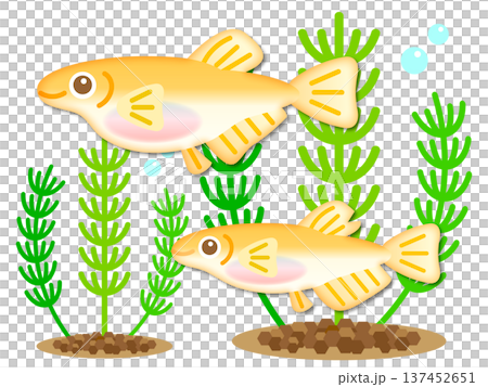 かわいい二匹のメダカのイラスト素材3 137452651
