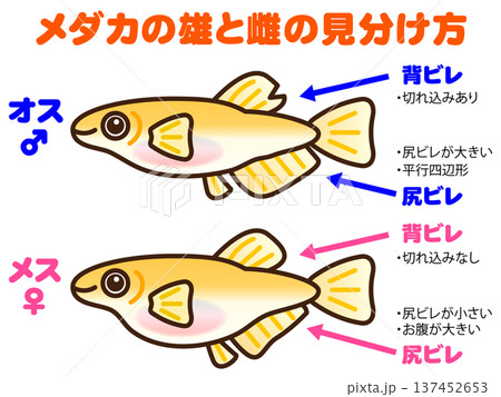 メダカの見分け方の図解イラスト素材 メダカの見分け方の図解イラスト素材 137452653