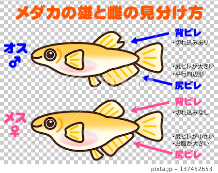 メダカの見分け方の図解イラスト素材 メダカの見分け方の図解イラスト素材 137452653