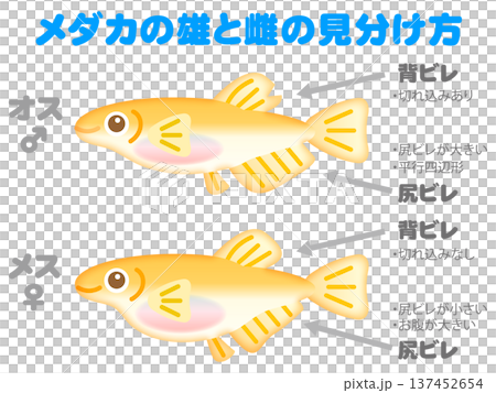 圖示如何區分青鱂魚 2 137452654