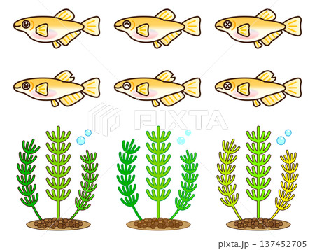 かわいいメダカと水草のイラスト素材セット2 137452705