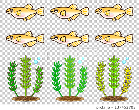 かわいいメダカと水草のイラスト素材セット2 137452705