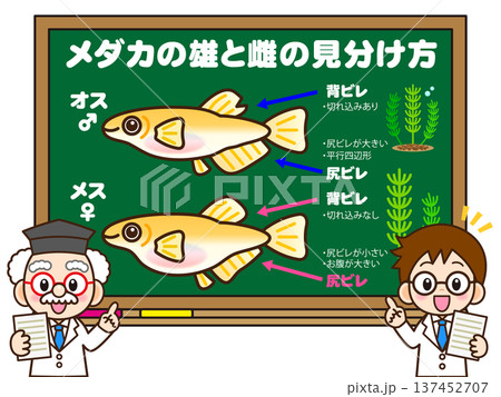 メダカの見分け方を教える博士と助手の素材 メダカの見分け方を教える博士と助手の素材 137452707