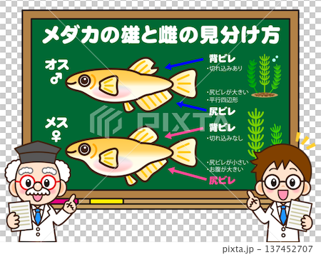 メダカの見分け方を教える博士と助手の素材 メダカの見分け方を教える博士と助手の素材 137452707