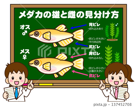 メダカの見分け方を考える小学生の素材 メダカの見分け方を考える小学生の素材 137452708