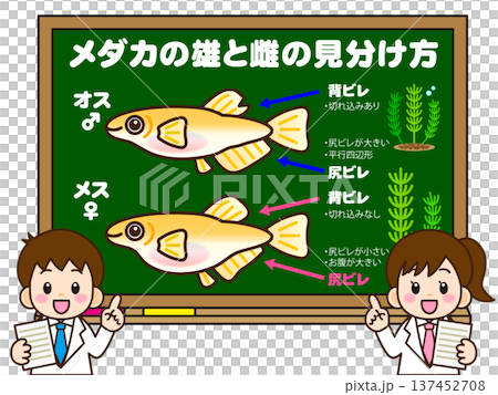 メダカの見分け方を考える小学生の素材 メダカの見分け方を考える小学生の素材 137452708