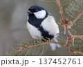 松の枝にとまるシジュウカラ 137452761