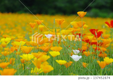 長瀞花の里・ハナビシソウの花畑 長瀞花の里・ハナビシソウの花畑 137452874