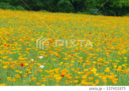 長瀞花の里・ハナビシソウの花畑 137452875