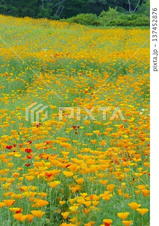 長瀞花の里・ハナビシソウの花畑 137452876