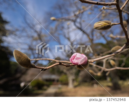 割れて姿を見せるシデコブシの花芽 春に生まれる花 割れて姿を見せるシデコブシの花芽 春に生まれる花 137452948