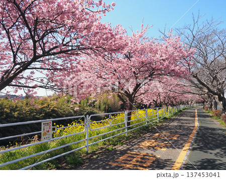 遊歩道の河津桜(君津市) 遊歩道の河津桜(君津市) 137453041