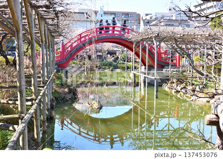 梅の花が咲き始めた亀戸天神社の池と赤い太鼓橋 梅の花が咲き始めた亀戸天神社の池と赤い太鼓橋 137453076