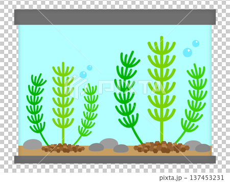 水族箱和水生植物的插圖素材 137453231