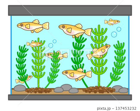 メダカの水槽と水草のイラスト素材 137453232