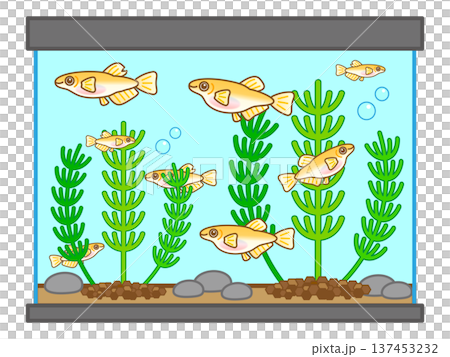 Illustration material of a medaka aquarium and aquatic plants Illustration material of a medaka aquarium and aquatic plants 137453232