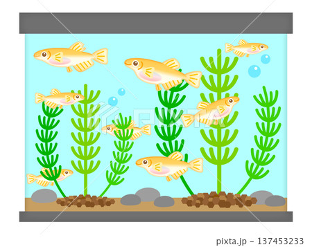 メダカの水槽と水草のイラスト素材2 137453233