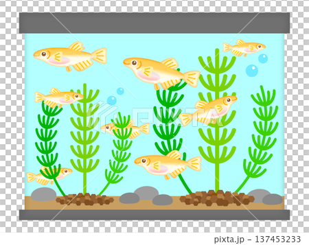メダカの水槽と水草のイラスト素材2 137453233