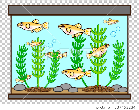 Illustration material of a medaka aquarium and aquatic plants 3 Illustration material of a medaka aquarium and aquatic plants 3 137453234