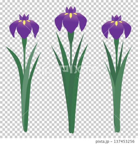 簡單的鳶尾花向量插圖 137453256