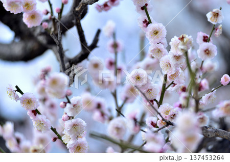いつか見た梅の花 いつか見た梅の花 137453264