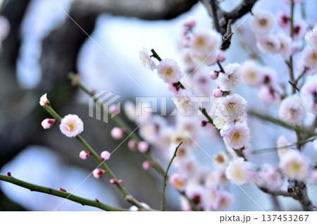 いつか見た梅の花 137453267