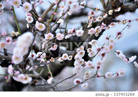 いつか見た梅の花 いつか見た梅の花 137453269