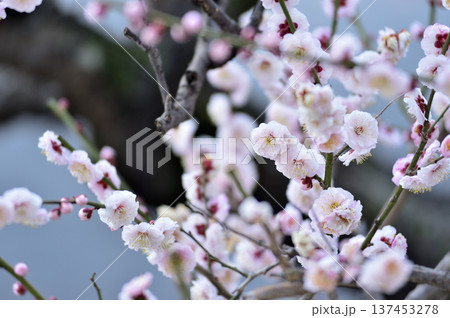 いつか見た梅の花 いつか見た梅の花 137453278