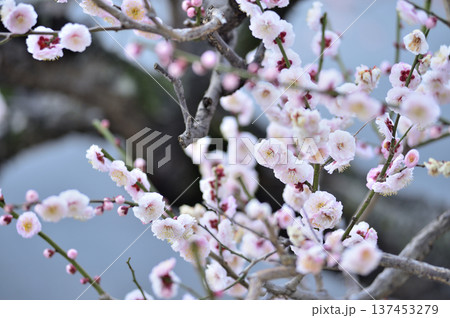 いつか見た梅の花 いつか見た梅の花 137453279