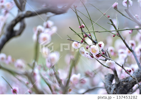 いつか見た梅の花 137453282