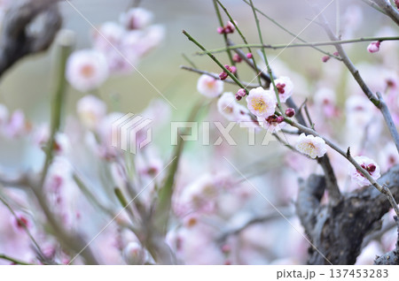 いつか見た梅の花 いつか見た梅の花 137453283