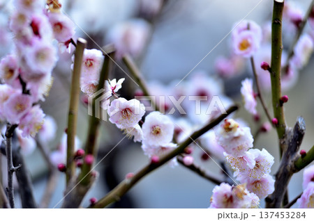 いつか見た梅の花 いつか見た梅の花 137453284