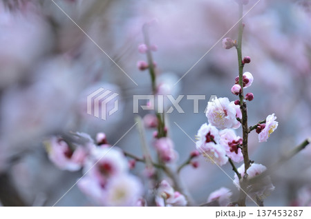 いつか見た梅の花 137453287