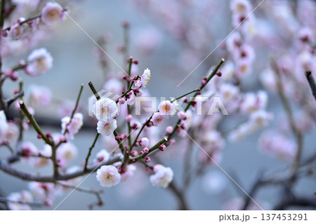 いつか見た梅の花 いつか見た梅の花 137453291