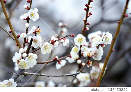 いつか見た梅の花 137453292