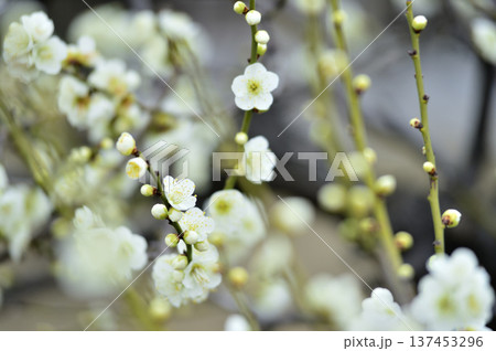 いつか見た梅の花 いつか見た梅の花 137453296