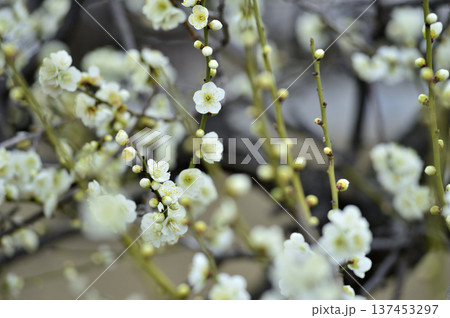 いつか見た梅の花 いつか見た梅の花 137453297