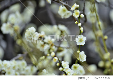 いつか見た梅の花 いつか見た梅の花 137453300